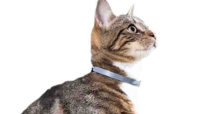 seresto-cat-flea-collar-for-sale